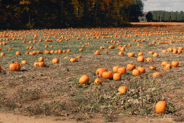 Large pumpkin field with bright orange pumpkins. Growing pumpkins in a farmer\'s field. Growing vegetables in the form of pumpkins in the village. View of a field with orange pumpkins