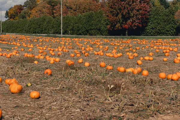 Large pumpkin field with bright orange pumpkins. Growing pumpkins in a farmer\'s field. Growing vegetables in the form of pumpkins in the village. View of a field with orange pumpkins