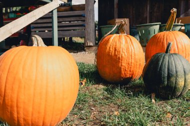 Çiftçi pazarında büyük parlak turuncu balkabakları. Cadılar Bayramı için balkabağı şeklinde sebze satışı. Yemek için balkabağı ya da tatil için dekorasyon. Sonbahar arka planında turuncu balkabakları