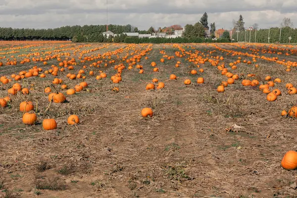 Large pumpkin field with bright orange pumpkins. Growing pumpkins in a farmer\'s field. Growing vegetables in the form of pumpkins.