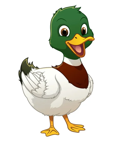 Little Mallard Duck Cartoon Animal Illustration — Stock Vector