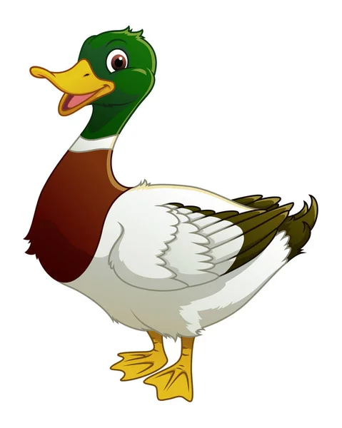 Malard Duck Cartoon Animal Illustration — стоковий вектор