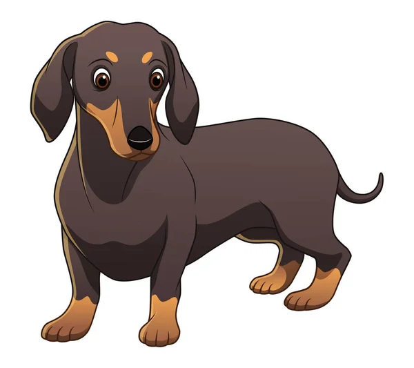 Dachshund Dog Cartoon Animal Illustration — Stockový vektor
