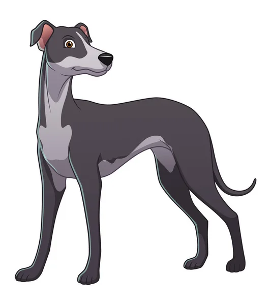 Grayhound Dog Cartoon Animal Illustration — Stockový vektor