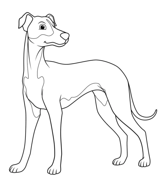 Greyhound Dog Çizgi Film Hayvanı Çizimi — Stok Vektör