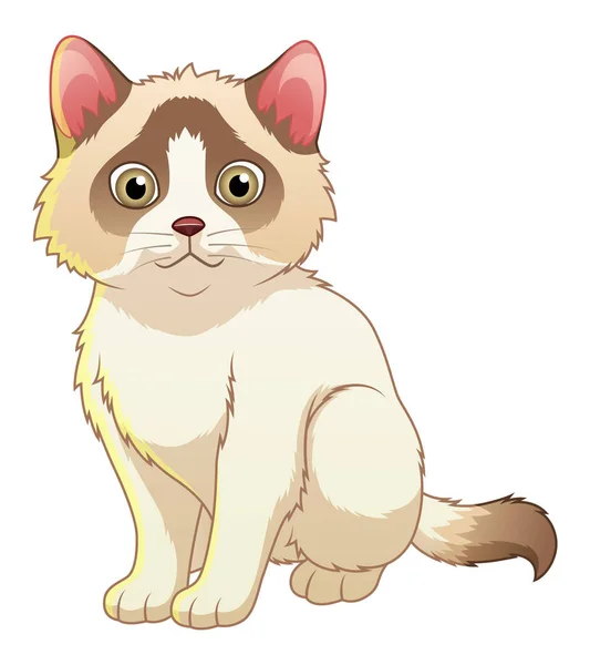 Little Ragdoll Cat Desenhos Animados Ilustração Animal —  Vetores de Stock