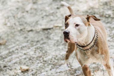 Kahverengi ve beyaz Amerikan personeli teriyer köpekleri sığ nehir yatağında oynuyorlar. Amerikan Stadyumu teriyer köpeği suda oynuyor..