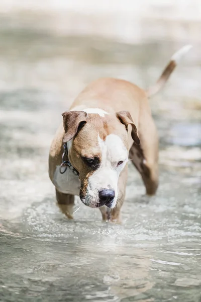 棕色和白色美国斯塔福郡梗狗戴着项圈在浅水区的河床玩 — 图库照片
