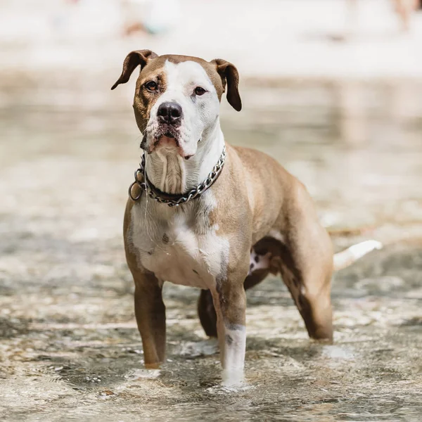 Brązowy Biały American Staffordshire Terrier Pies Sobie Kołnierz Grając Płytkie — Zdjęcie stockowe