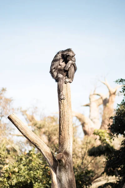Chimpanzé Assis Sur Haut Tronc Arbre Dans Humal Réfléchi Comme — Photo