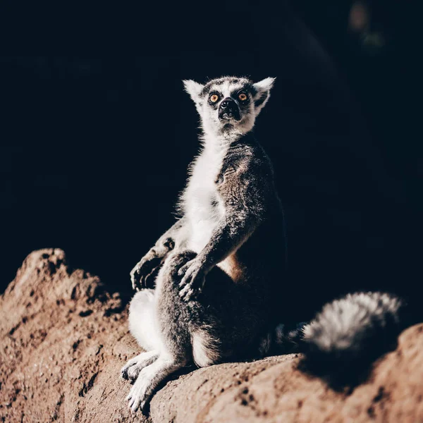 Lémur Cola Anillada Sentado Sol Madagascar — Foto de Stock