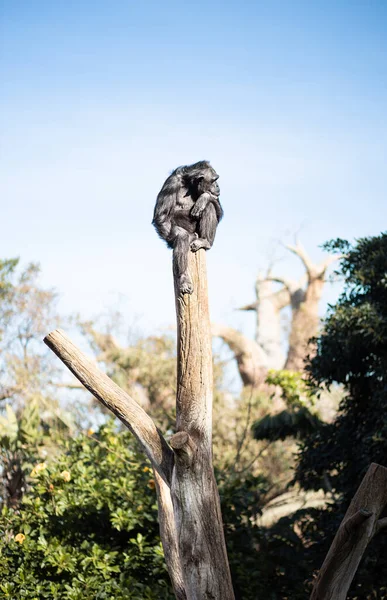 黑猩猩坐在树干顶上 体贴入微地 体贴入微地摆出一副观察周围世界的架势 — 图库照片