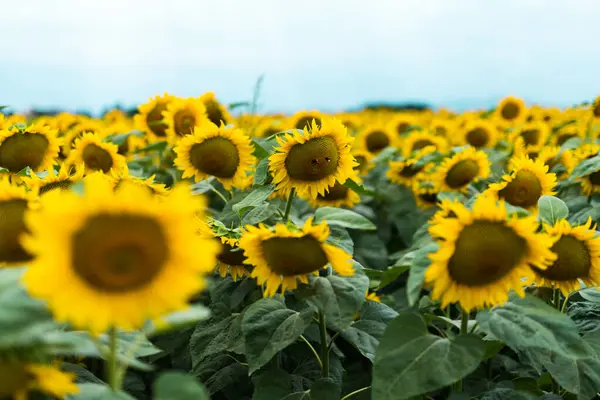 Wonderful panoramic view of field of sunflowers by summertime.