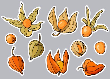 Physalis çıkartma seti. Çizgi film biçimi.