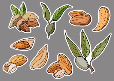 Almond sticker set. Drawn style