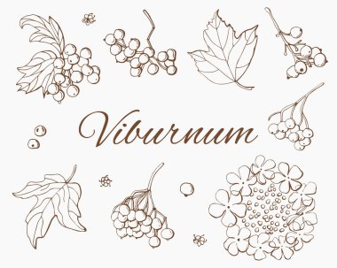 Viburnum böğürtlen grafikleri. Beyaz arka plan, tecrit. Satır sanatı.