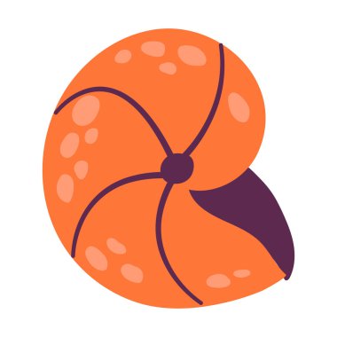 Güzel el yapımı deniz kabuğu. Natica Lineata. Beyaz arkaplan, izole et. 