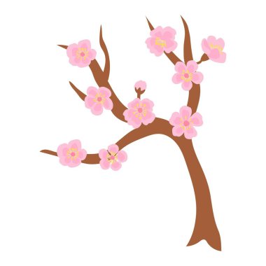 Çiçek açan bir Sakura dalının tasviri. Beyaz arkaplan, izole et