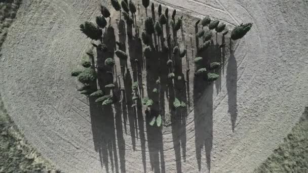 意大利锡耶纳附近的托斯卡纳农村 一条土路被一排柏树环绕着 — 图库视频影像