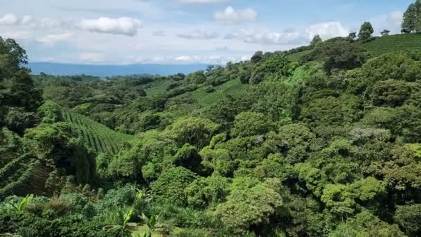 コスタリカ 熱帯雨林の素晴らしい景色 フォルトゥナ滝を背景に — ストック動画