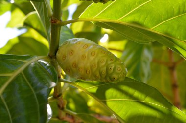 Doğal yeşil noni meyve ağacı