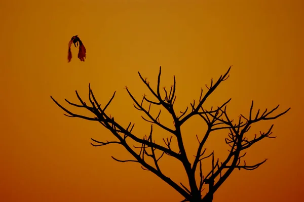 Silhouette Uccello Albero Con Ombre Crepuscolari — Foto Stock