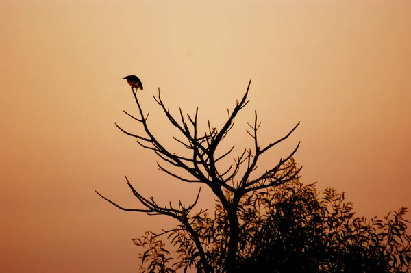 Silhuett Fågel Ett Träd Med Skymning Nyanser — Stockfoto
