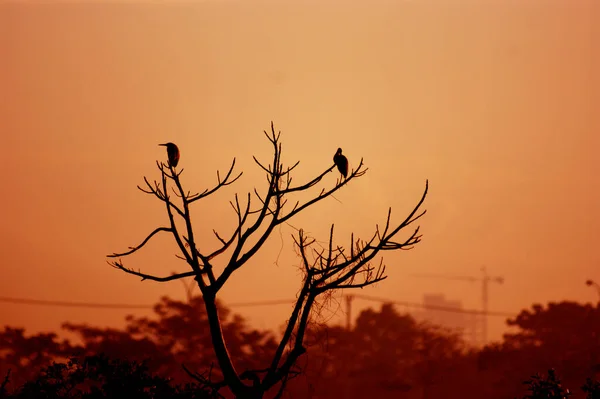 Alacakaranlık Gölgeli Ağaçtaki Bir Kuşun Silüeti — Stok fotoğraf