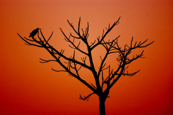 Silhouette Bird Tree Twilight Shades — Stock Photo, Image