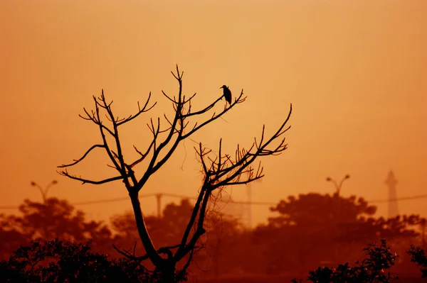 Alacakaranlık Gölgeli Ağaçtaki Bir Kuşun Silüeti — Stok fotoğraf