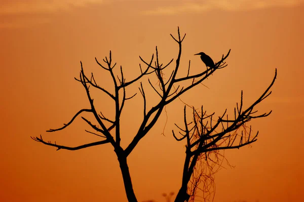 silhouette of a bird on a tree with twilight shades
