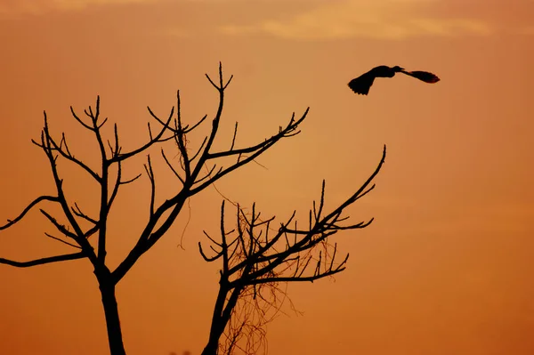 silhouette of a bird on a tree with twilight shades