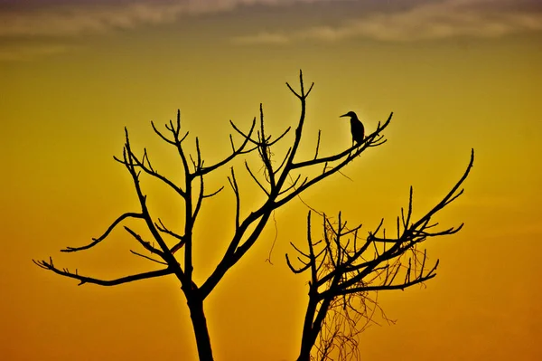 Silhouette Oiseau Sur Arbre Aux Nuances Crépusculaires — Photo