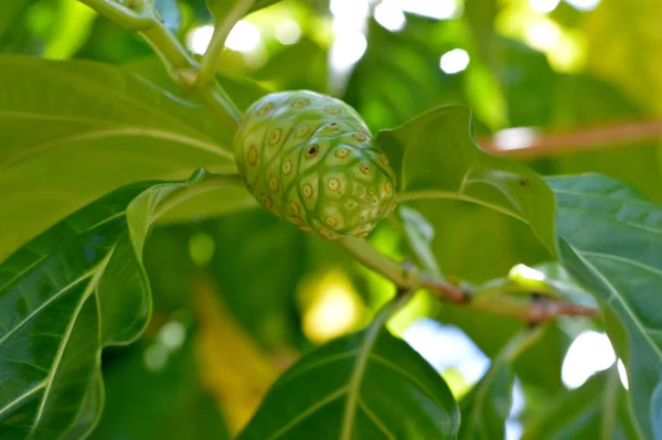 Natural Green Noni Fruit Tree — Stock Photo, Image