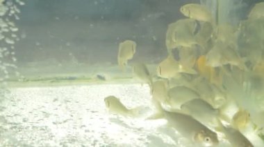 HD video klipsi üretmek için akvaryumdaki sütçüler