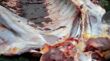 Sığır derisinin klipsli görüntüleri ineğin midesinde.