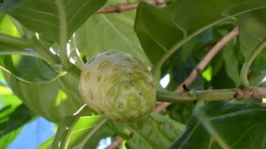 Rüzgâr görüntülerinde sallanan meyve (Morinda citrifolia)