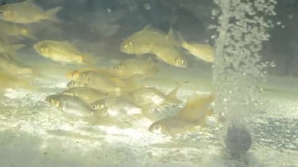 Milkfish Acuario Para Desove Imágenes Alta Definición Clip — Vídeo de stock