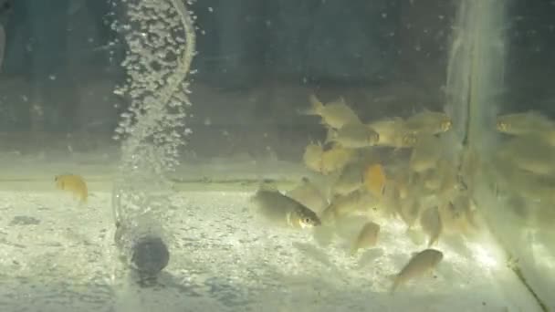 Milkfish Acuario Para Desove Imágenes Alta Definición Clip — Vídeo de stock