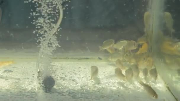 水族箱中的乳鱼 用于产卵Hd摄像片段 — 图库视频影像