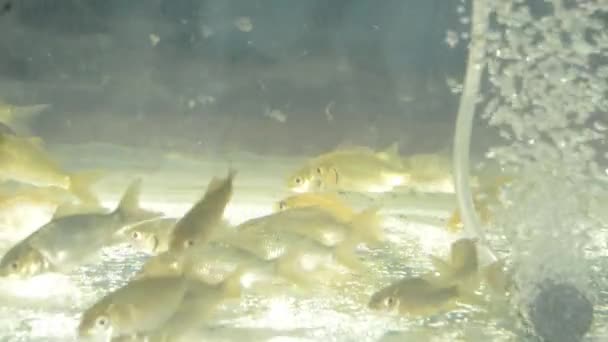 Pesce Latte Acquario Riproduzione Filmati — Video Stock