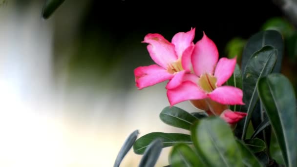 Gyönyörű Rózsaszín Frangipani Virágok Kertben — Stock videók