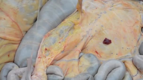 Clipe Imagens Pele Carne Bovina Interior Estômago Vaca — Vídeo de Stock