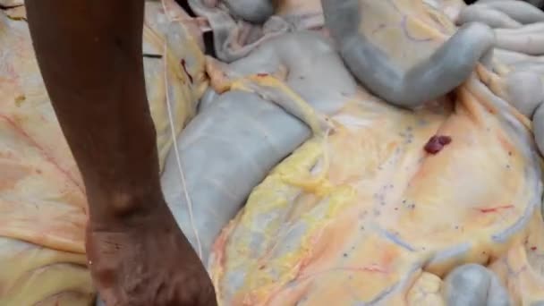 牛の胃の中にある牛の皮の映像です — ストック動画