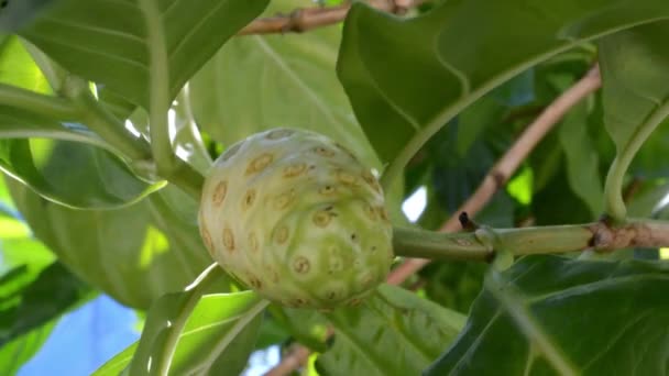 Rüzgâr Görüntülerinde Sallanan Meyve Morinda Citrifolia — Stok video
