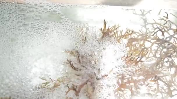 Clip Algas Marrones Frescas Acuario — Vídeo de stock