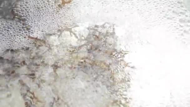 Algues Brunes Fraîches Clip Dans Aquarium — Video