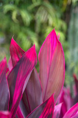 Mısır bitkisinin kırmızı çizgili parlak yaprağı (Dracaena parfümleri))