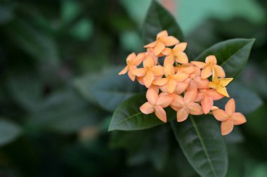 Seçici odak, güzel portakal çiçekleri (Asoka, Saraca Asoca) yeşil yapraklı