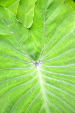 Bahçedeki mor kıvrımlı sabatius.